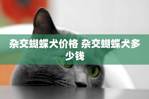 雜交蝴蝶犬價格 雜交蝴蝶犬多少錢