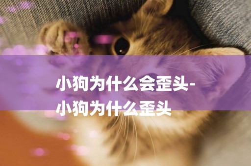 小狗為什么會歪頭-
小狗為什么歪頭