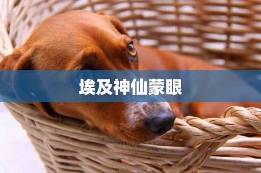 埃及神仙蒙眼