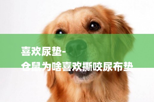 喜歡尿墊-
倉鼠為啥喜歡撕咬尿布墊