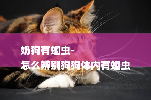 奶狗有蛔蟲-
怎么辨別狗狗體內有蛔蟲