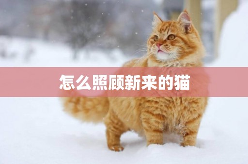 怎么照顧新來的貓