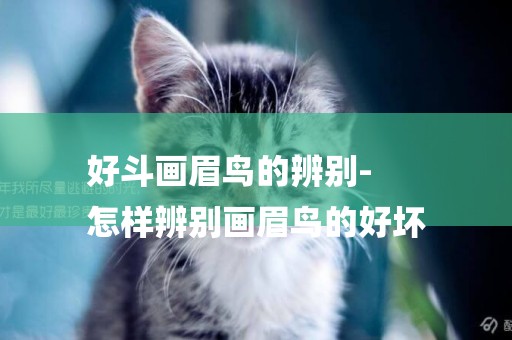 好斗畫眉鳥的辨別-
怎樣辨別畫眉鳥的好壞