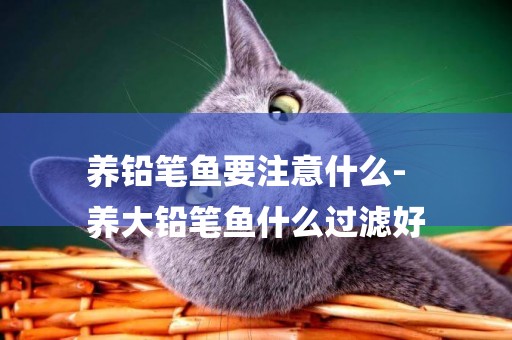 養鉛筆魚要注意什么-
養大鉛筆魚什么過濾好
