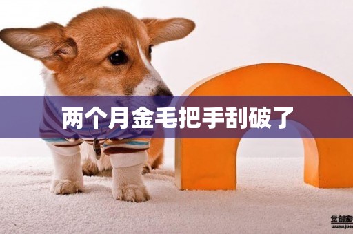 兩個月金毛把手刮破了