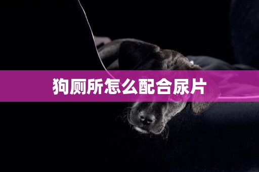 狗廁所怎么配合尿片