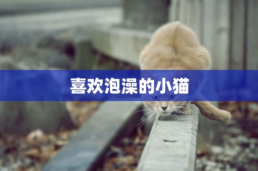 喜歡泡澡的小貓