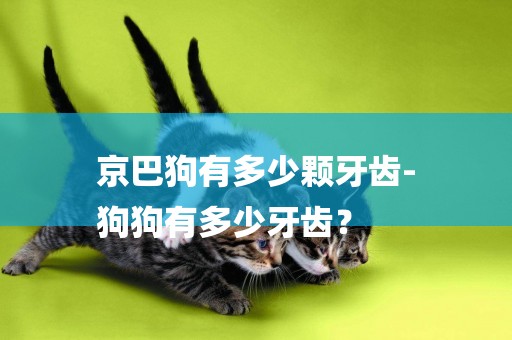 京巴狗有多少顆牙齒-
狗狗有多少牙齒？