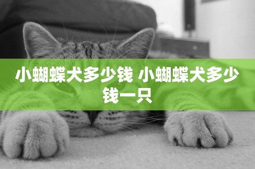 小蝴蝶犬多少錢 小蝴蝶犬多少錢一只