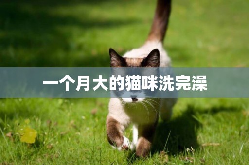 一個月大的貓咪洗完澡