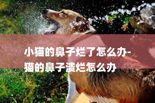 小貓的鼻子爛了怎么辦-
貓的鼻子潰爛怎么辦