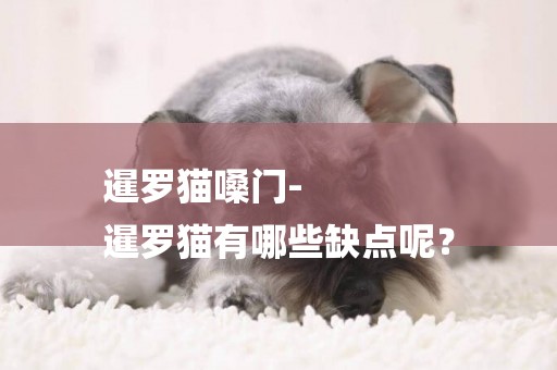 暹羅貓嗓門-
暹羅貓有哪些缺點呢？
