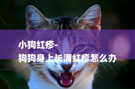 小狗紅疹-
狗狗身上長滿紅疹怎么辦
