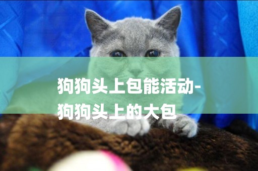 狗狗頭上包能活動-
狗狗頭上的大包