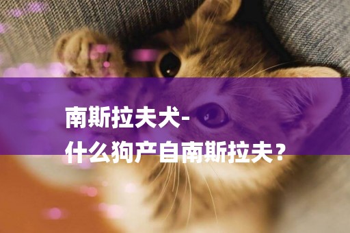 南斯拉夫犬-
什么狗產自南斯拉夫？