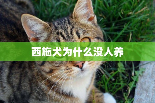 西施犬為什么沒人養