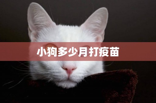 小狗多少月打疫苗