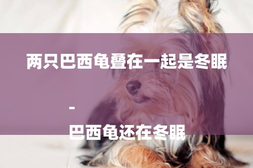 兩只巴西龜疊在一起是冬眠-
巴西龜還在冬眠