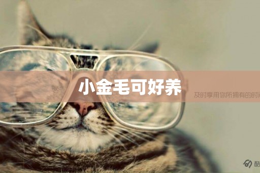 小金毛可好養