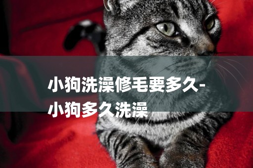 小狗洗澡修毛要多久-
小狗多久洗澡