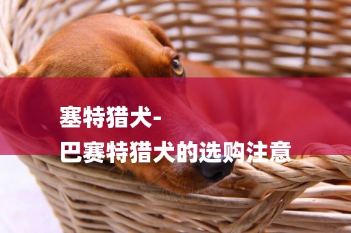 塞特獵犬-
巴賽特獵犬的選購注意