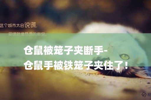 倉鼠被籠子夾斷手-
倉鼠手被鐵籠子夾住了！