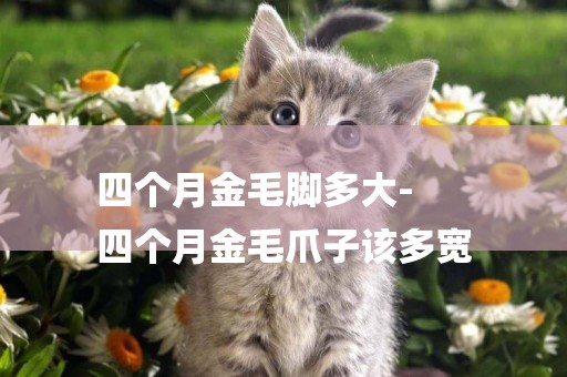 四個月金毛腳多大-
四個月金毛爪子該多寬