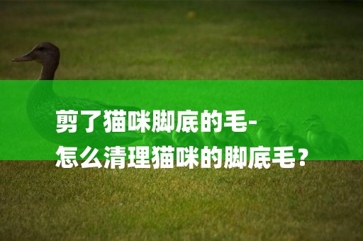 剪了貓咪腳底的毛-
怎么清理貓咪的腳底毛？