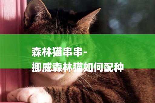 森林貓串串-
挪威森林貓如何配種