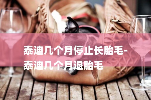 泰迪幾個月停止長胎毛-
泰迪幾個月退胎毛