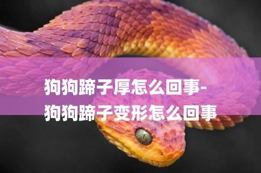 狗狗蹄子厚怎么回事-
狗狗蹄子變形怎么回事