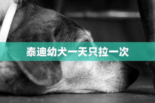 泰迪幼犬一天只拉一次