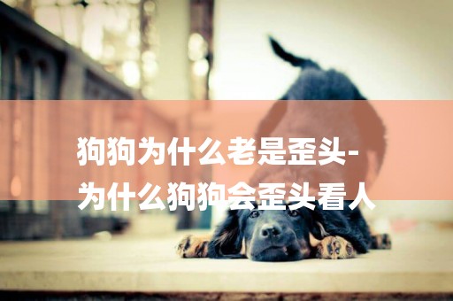 狗狗為什么老是歪頭-
為什么狗狗會歪頭看人