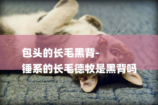 包頭的長毛黑背-
錘系的長毛德牧是黑背嗎