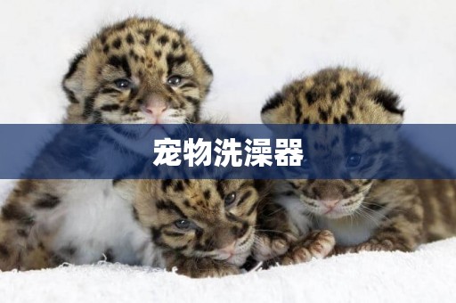 寵物洗澡器