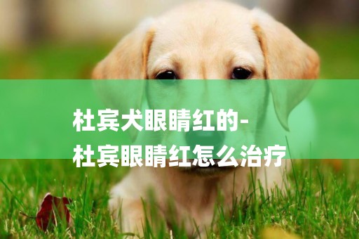 杜賓犬眼睛紅的-
杜賓眼睛紅怎么治療