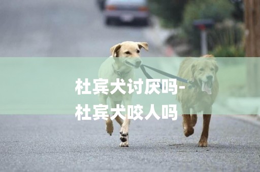 杜賓犬討厭嗎-
杜賓犬咬人嗎