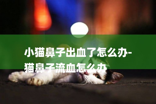 小貓鼻子出血了怎么辦-
貓鼻子流血怎么辦