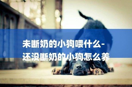未斷奶的小狗喂什么-
還沒斷奶的小狗怎么養