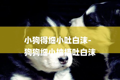 小狗得細小吐白沫-
狗狗細小抽搐吐白沫