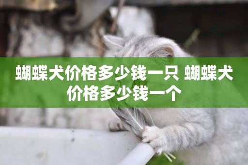 蝴蝶犬價格多少錢一只 蝴蝶犬價格多少錢一個