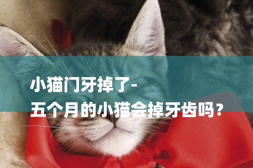 小貓門牙掉了-
五個月的小貓會掉牙齒嗎？