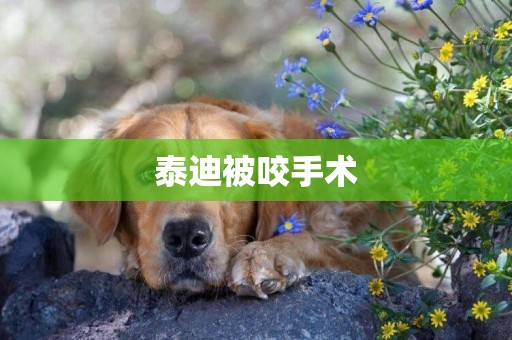 泰迪被咬手術