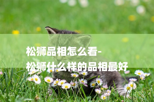松獅品相怎么看-
松獅什么樣的品相最好