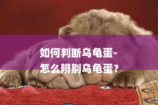 如何判斷烏龜蛋-
怎么辨別烏龜蛋？