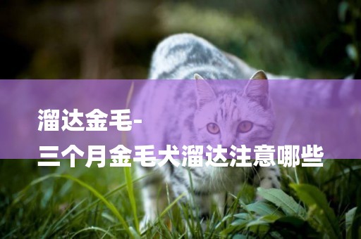 溜達金毛-
三個月金毛犬溜達注意哪些
