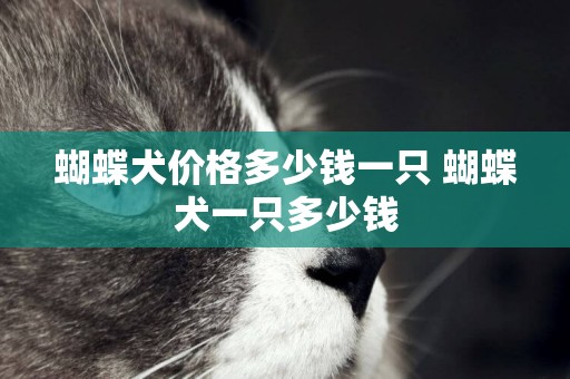 蝴蝶犬價格多少錢一只 蝴蝶犬一只多少錢
