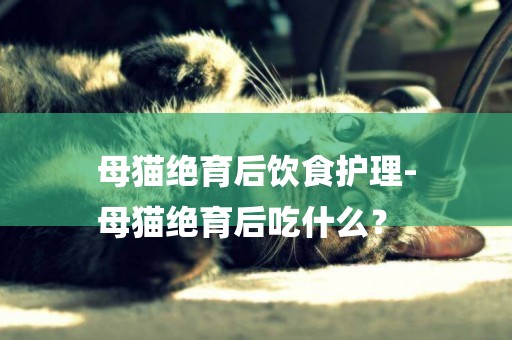 母貓絕育后飲食護理-
母貓絕育后吃什么？
