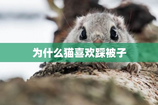 為什么貓喜歡踩被子