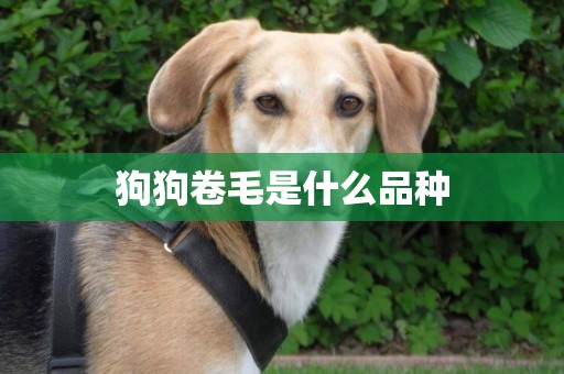 狗狗卷毛是什么品種